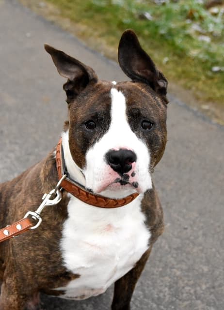 Monty - American Staffordshire Terrier - Bild 1