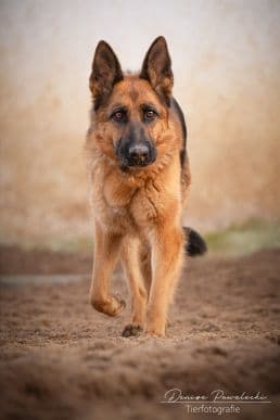 Deutscher Schäferhund Berta