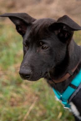 Dean - Deutscher Schäferhund - Bild 1