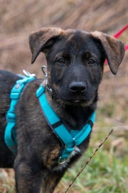 Elvis - Deutscher Schäferhund - Bild 1