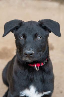 Bob - Deutscher Schäferhund - Bild 1
