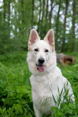 Deutscher Schäferhund Sammy