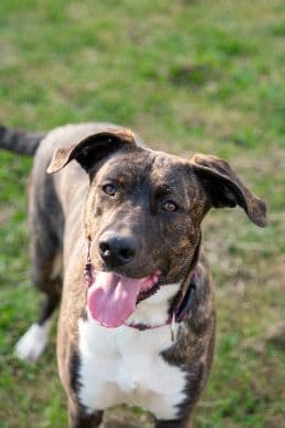 American Staffordshire Terrier-Mix Lizzy