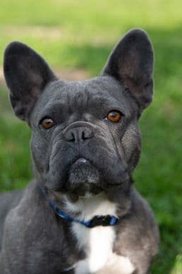 Französische Bulldogge Mina