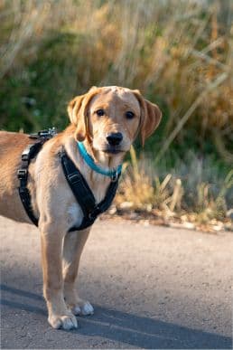 Labrador Retriever-Mix Mila