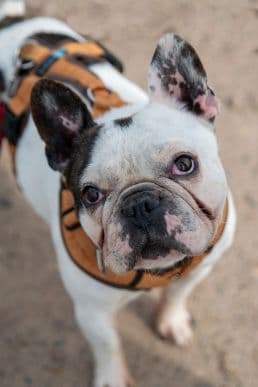 Spiky - Französische Bulldogge - Bild 1
