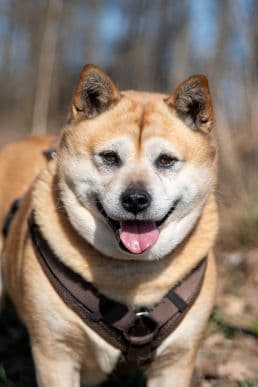 Shiba, Mops Lucy