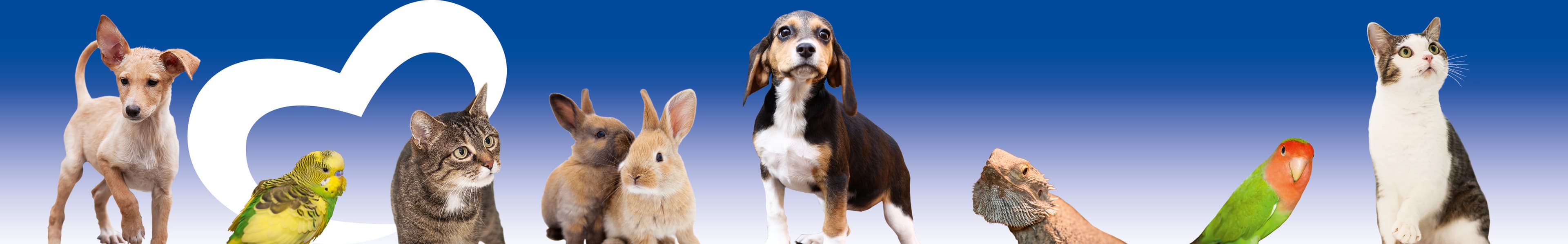 Cane Corso Italiano-Mix Romeo