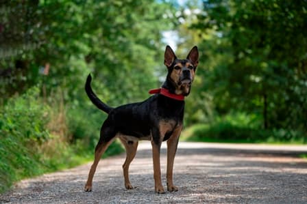 Harry Hercules - Deutscher Schäferhund - Bild 2