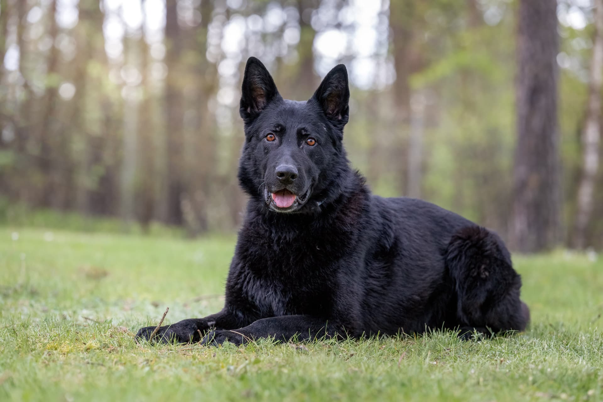 Apoll - Deutscher Schäferhund - Bild 7