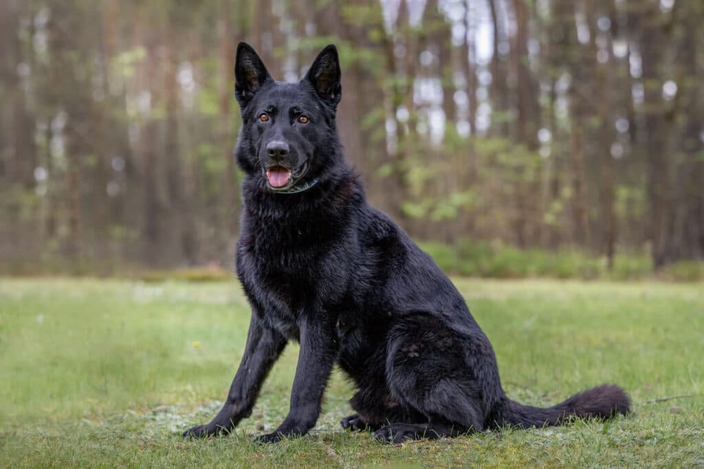 Apoll - Deutscher Schäferhund - Bild 2