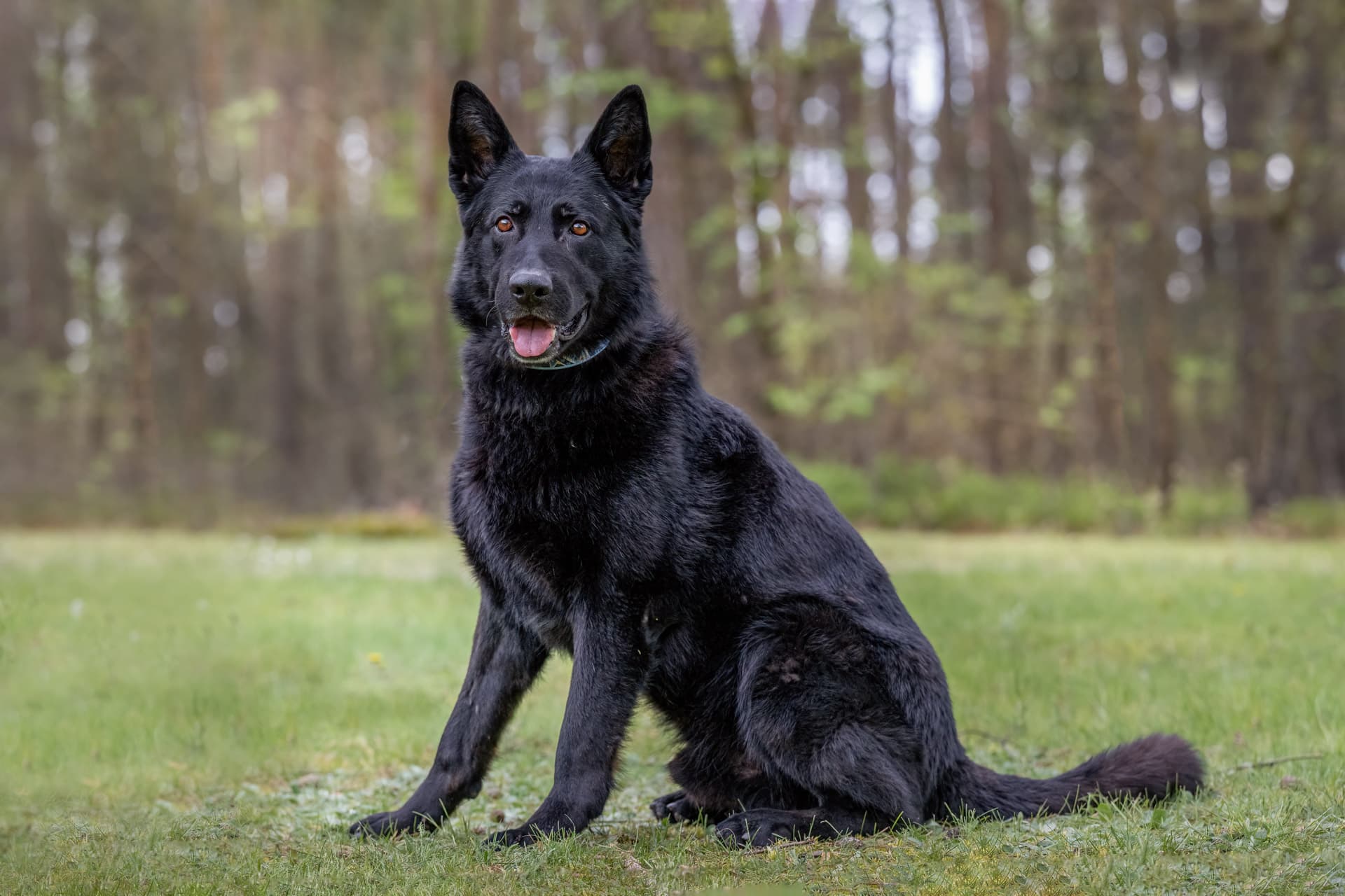 Apoll - Deutscher Schäferhund - Bild 4