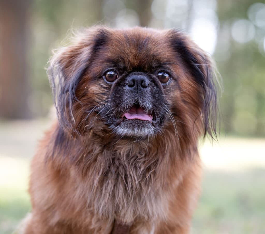 Lucky - Pekingese - Bild 3