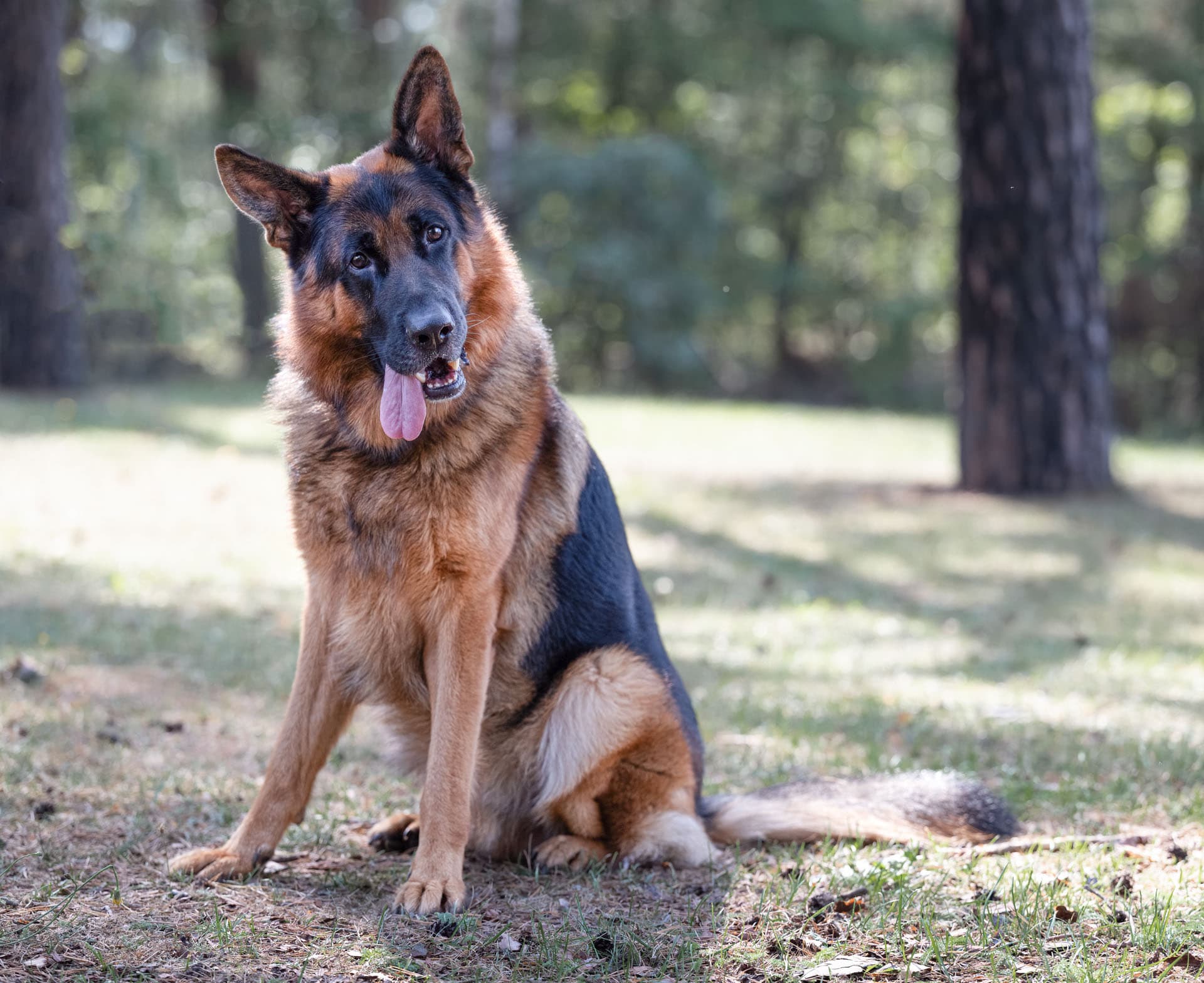 Ares - Deutscher Schäferhund - Bild 8