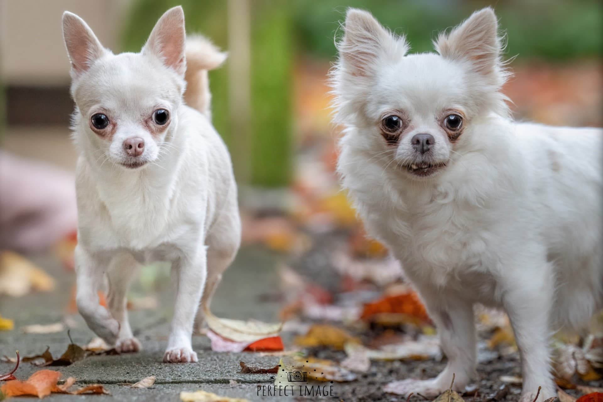 Lilly und trixie - Chihuahua - Bild 6
