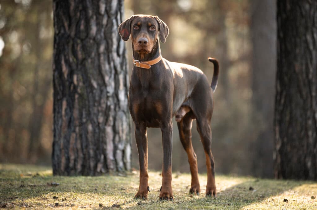 Hermann - Dobermann - Bild 2