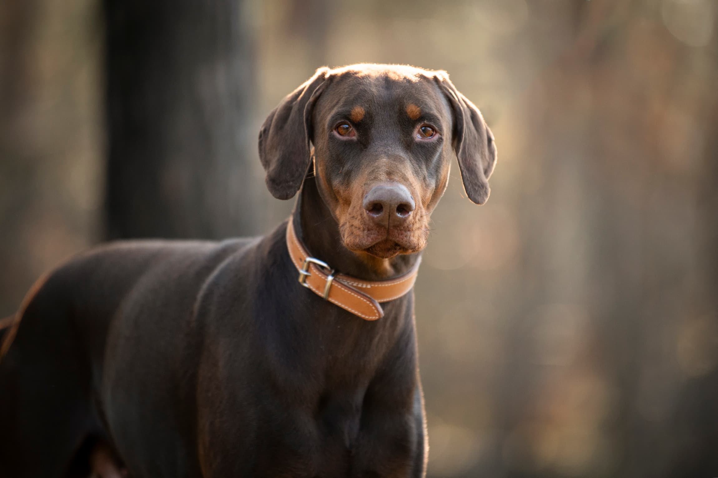 Hermann - Dobermann - Bild 5