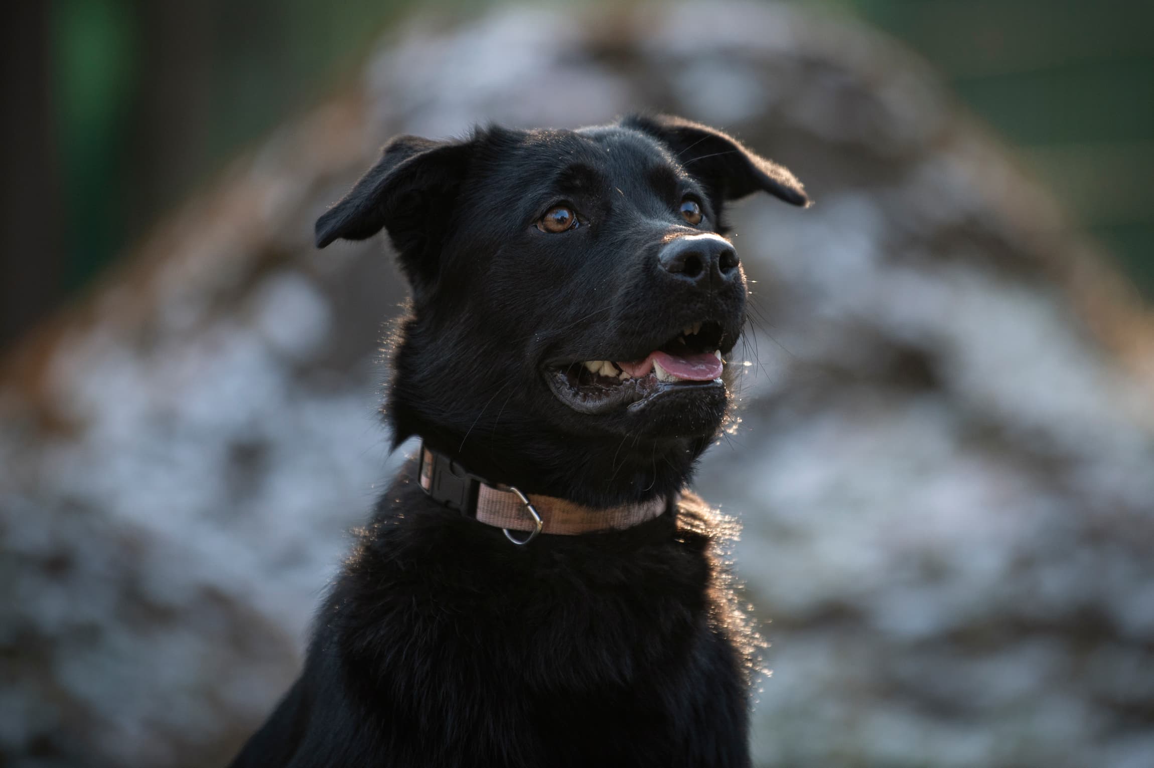 Melody - Labrador Retriever - Bild 8
