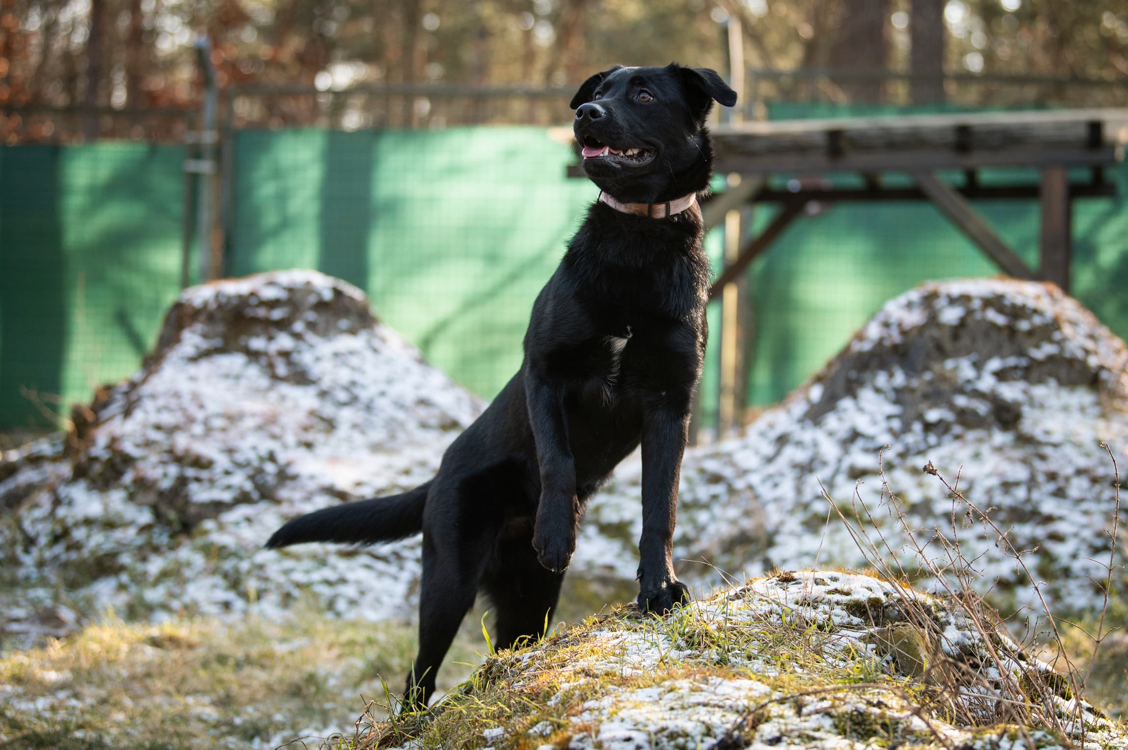 Melody - Labrador Retriever - Bild 5