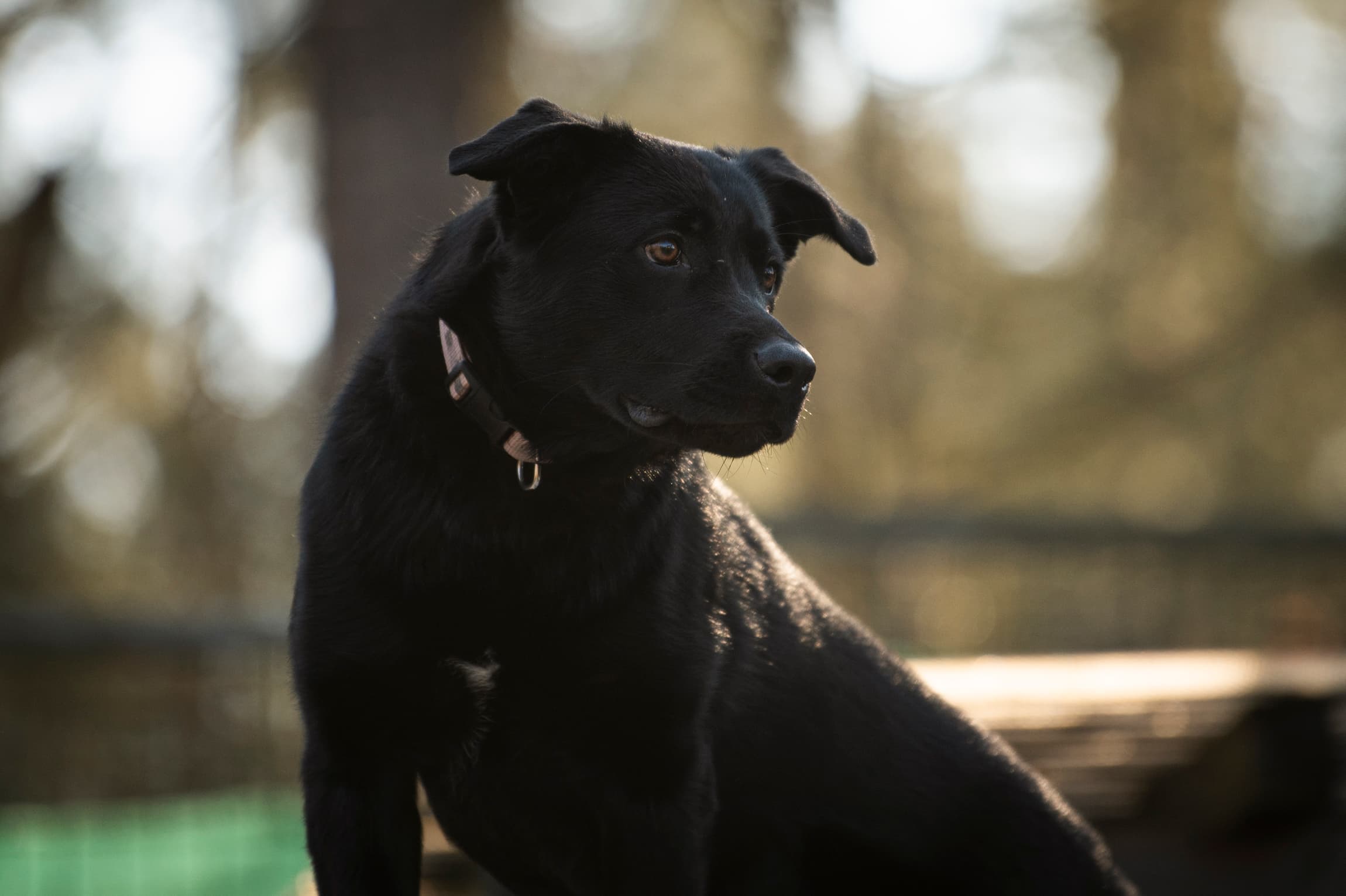 Melody - Labrador Retriever - Bild 6