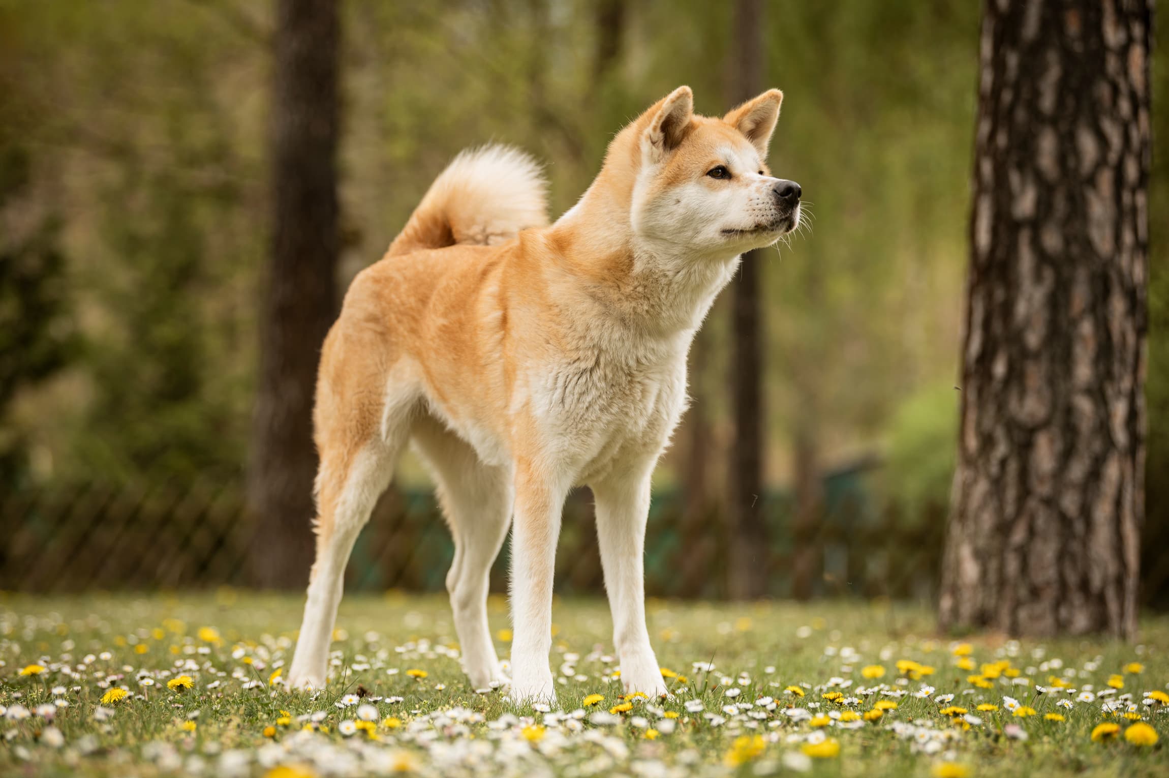 Yuki - Akita - Bild 5