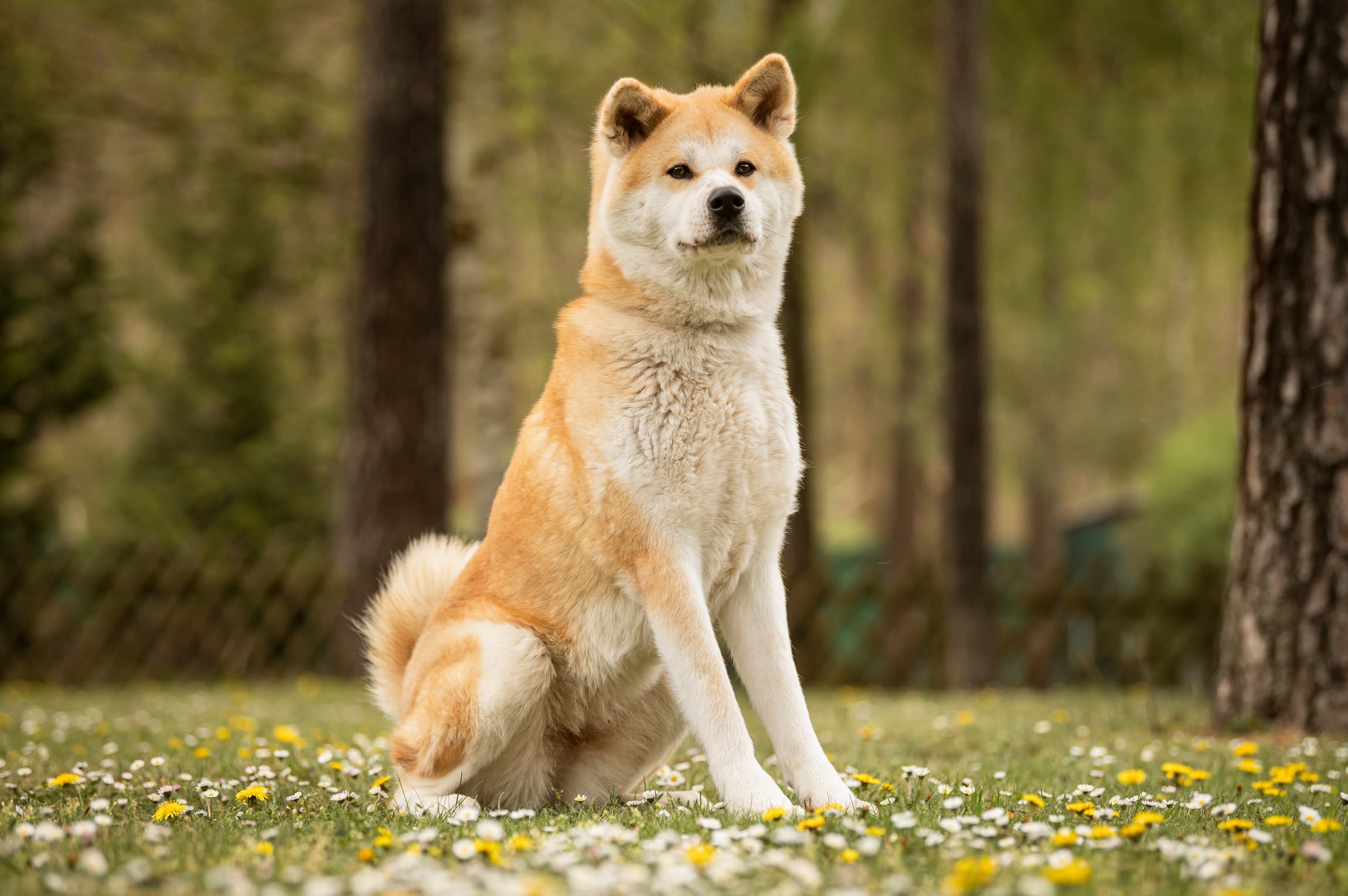 Yuki - Akita - Bild 4