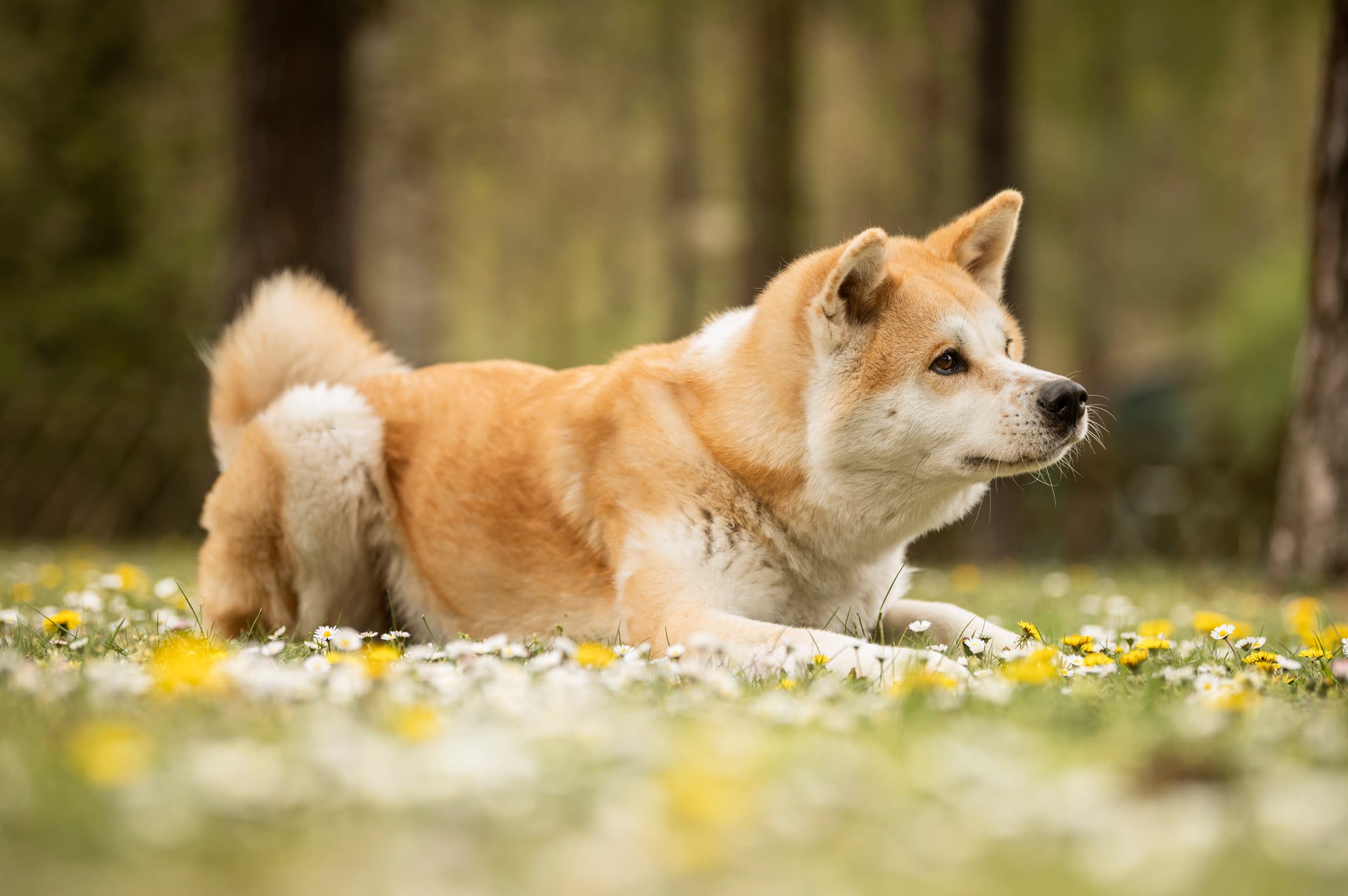 Yuki - Akita - Bild 8