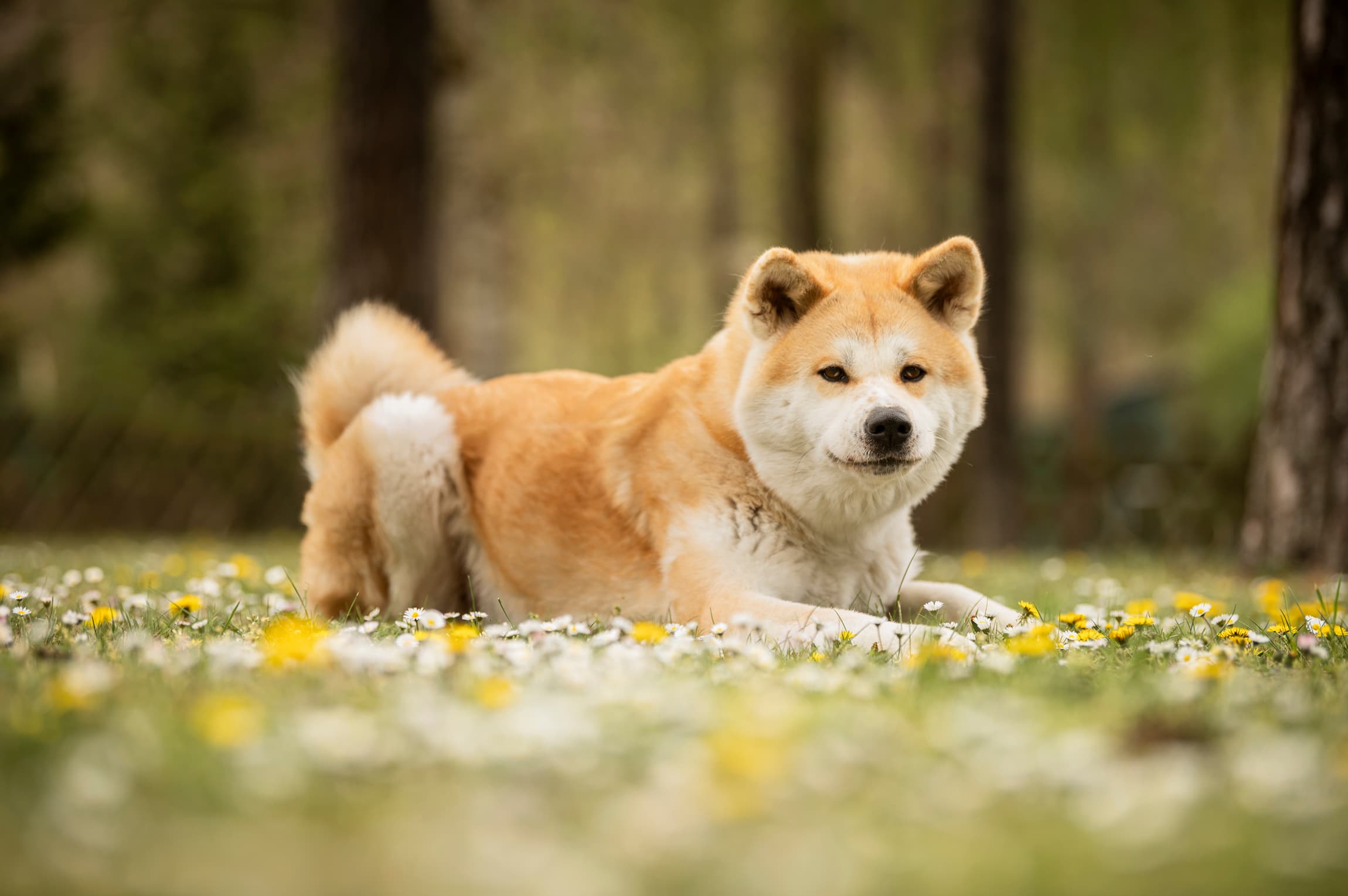 Yuki - Akita - Bild 7