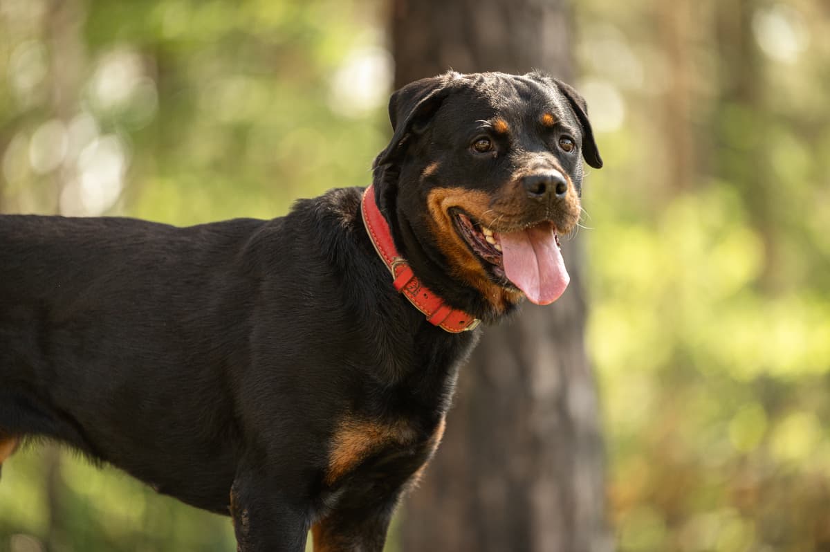 Cara - Rottweiler - Bild 3