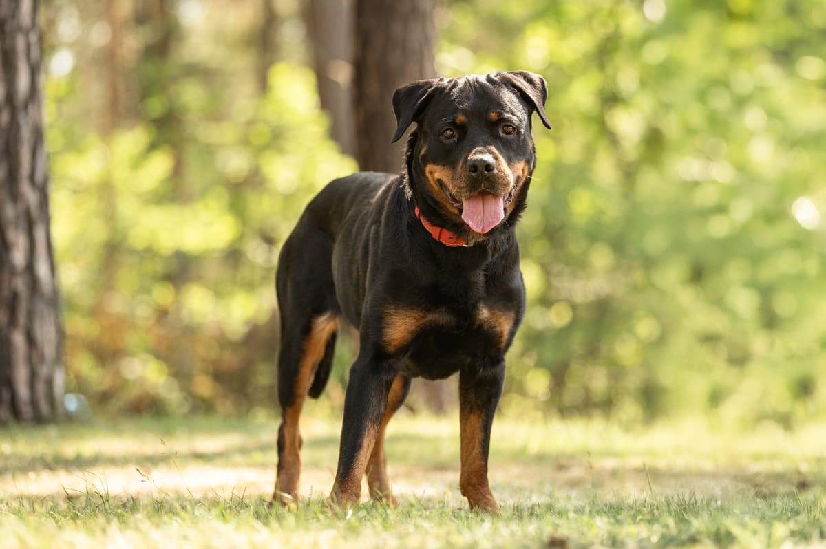 Cara - Rottweiler - Bild 2