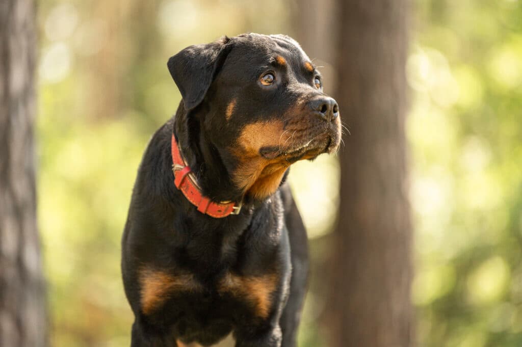 Rottweiler Cara