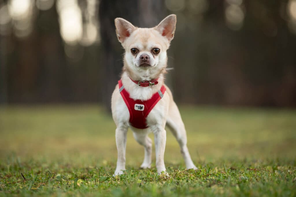 Chihuahua Niki