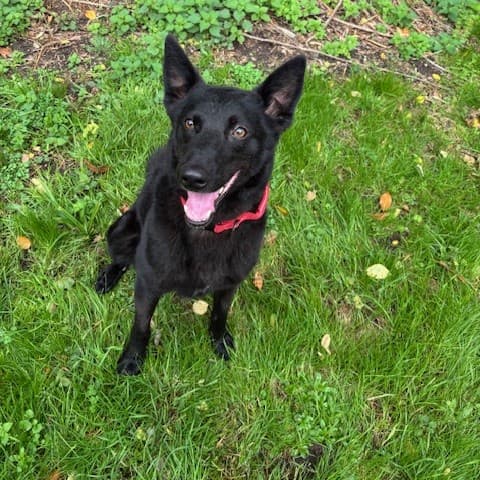 Peppi - - Bild 2