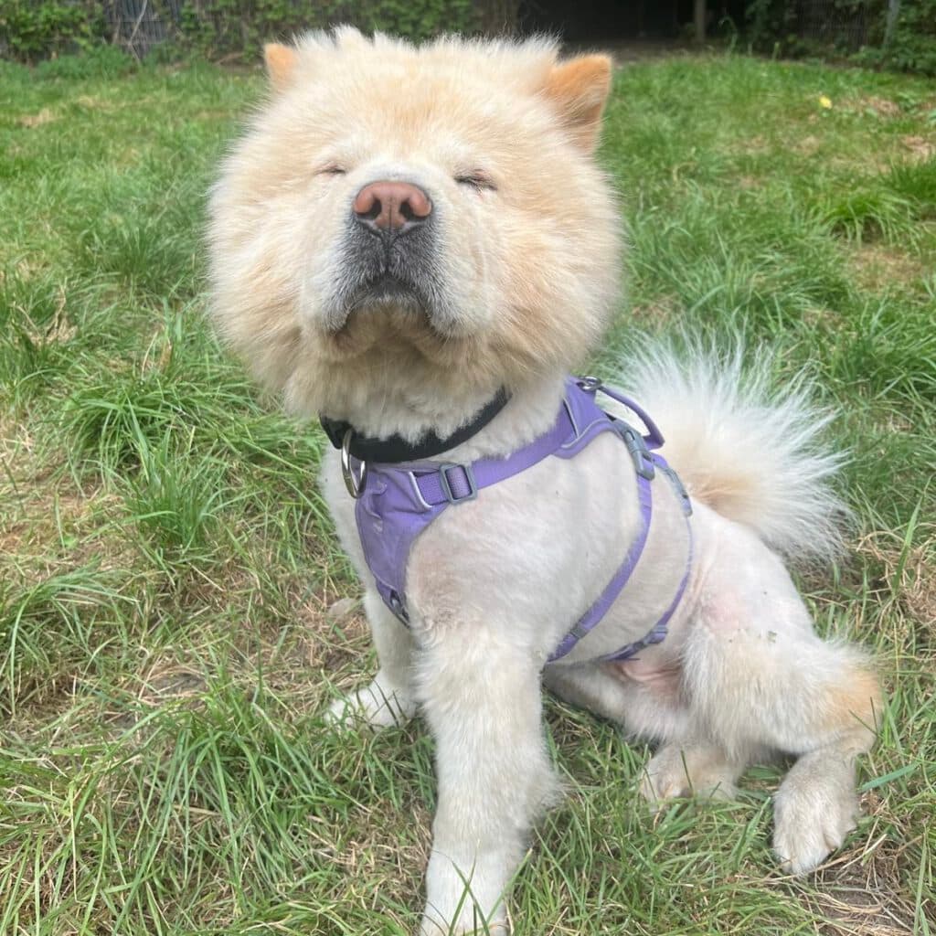 Buddy - Chow-Chow - Bild 2