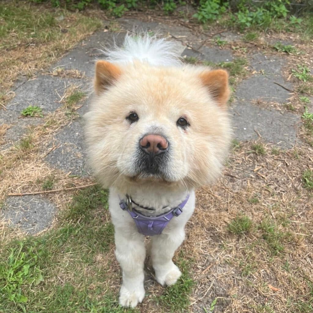 Chow-Chow Buddy