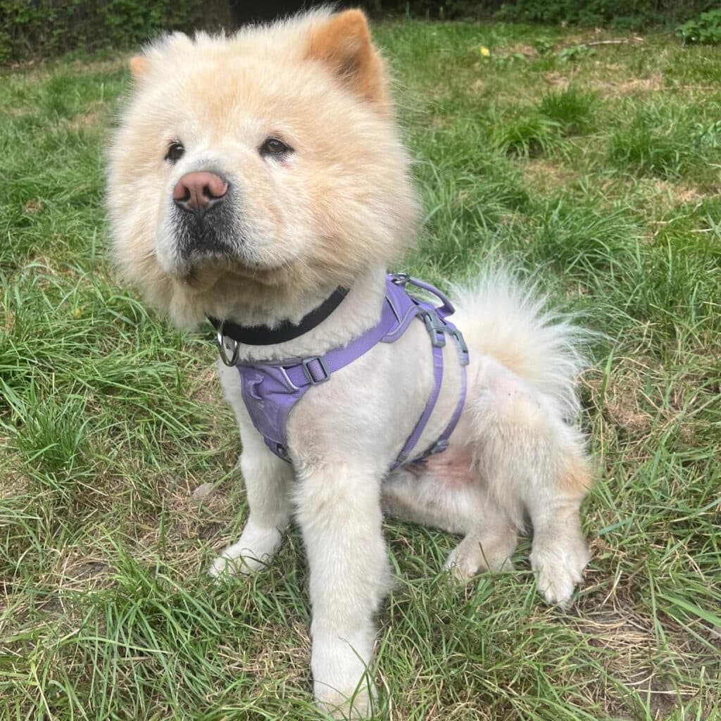 Buddy - Chow-Chow - Bild 3