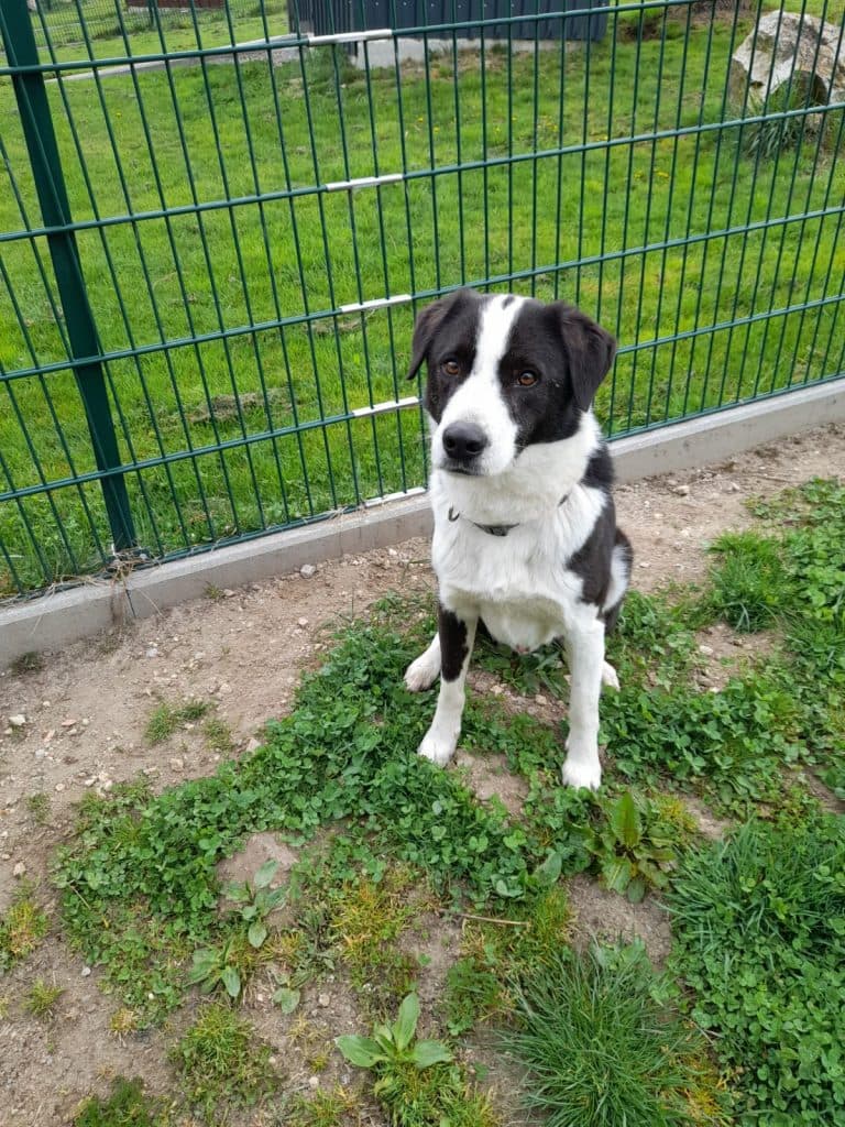 Lobo - - Bild 2