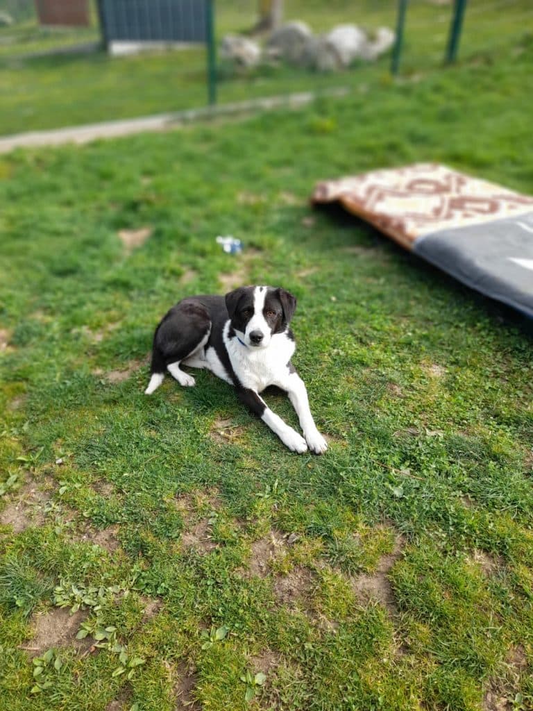 Lobo - - Bild 3