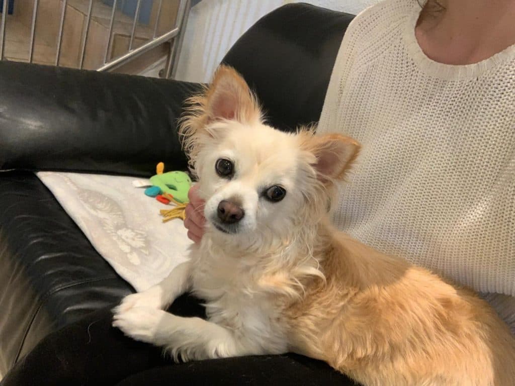 Püppi - Chihuahua - Bild 1