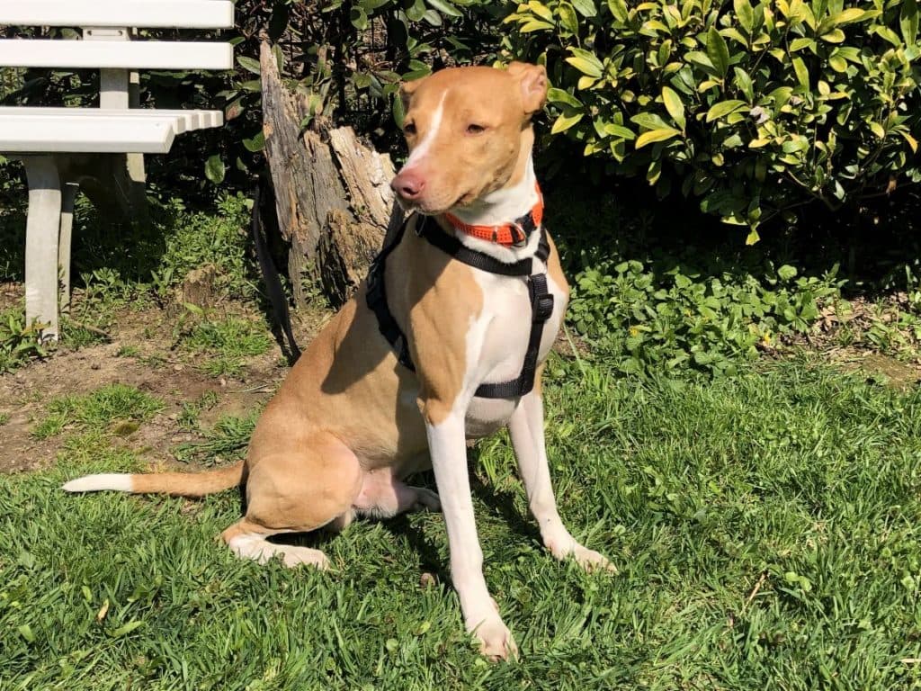 Jumper - Podenco Canario - Bild 16