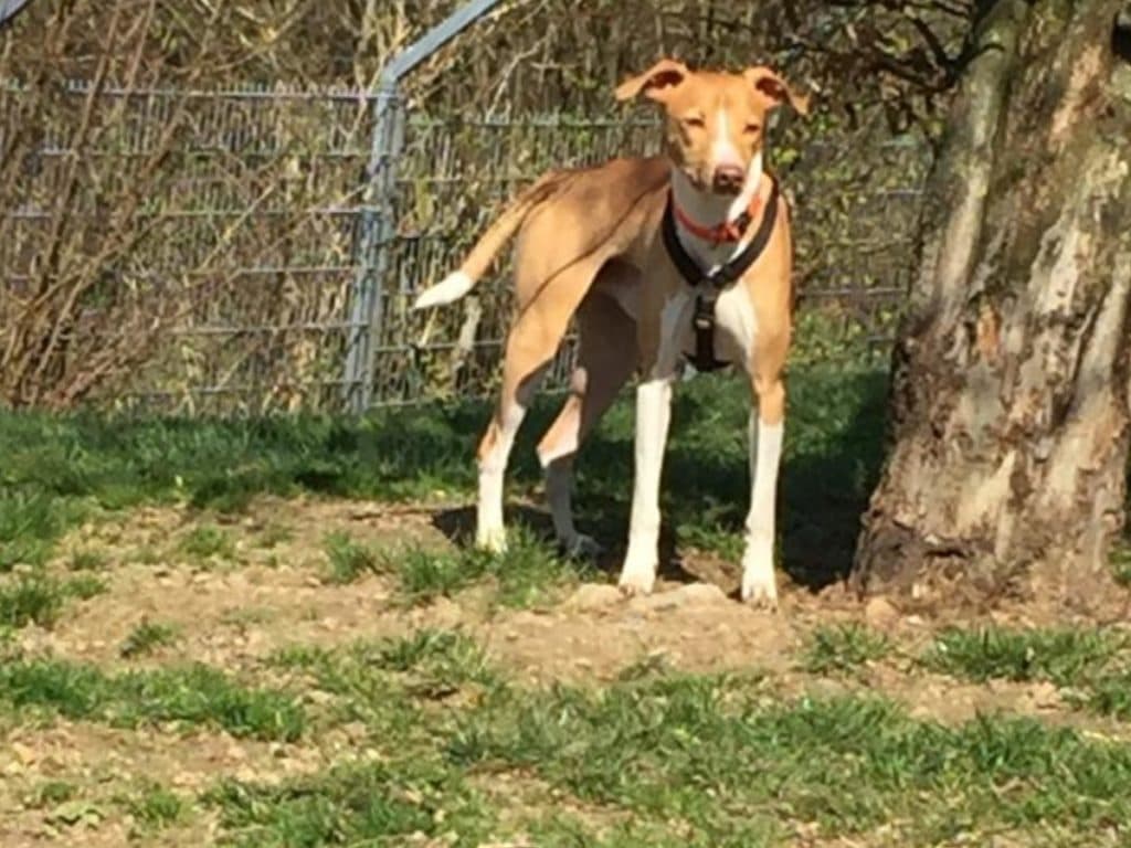 Jumper - Podenco Canario - Bild 15