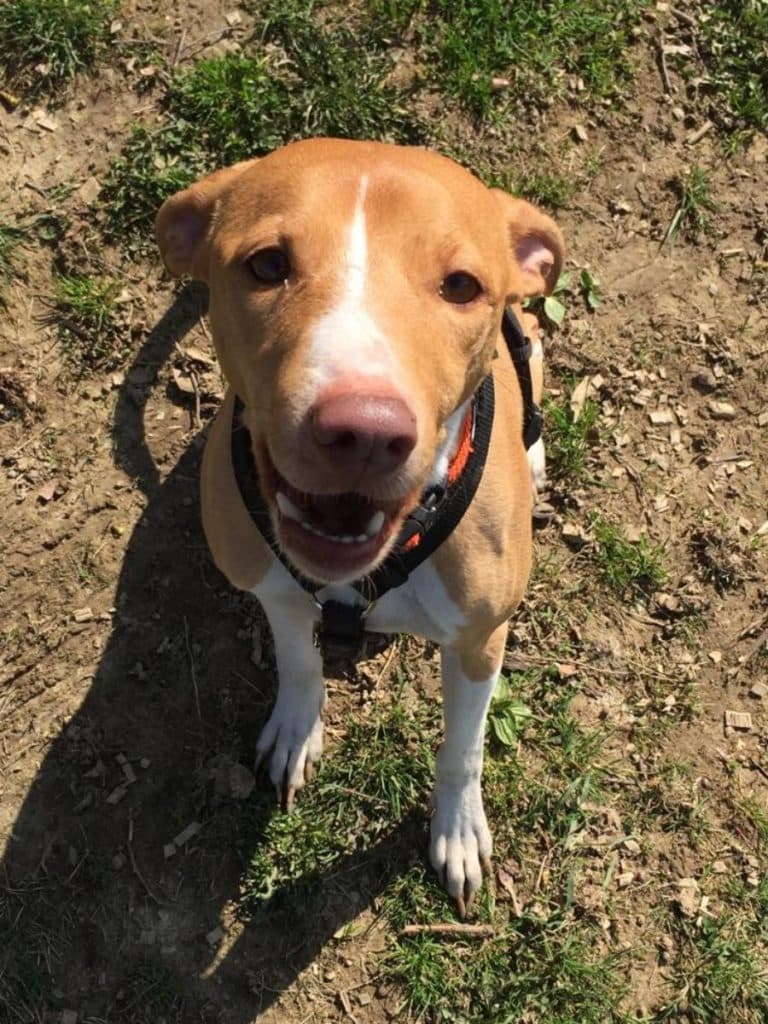 Jumper - Podenco Canario - Bild 20