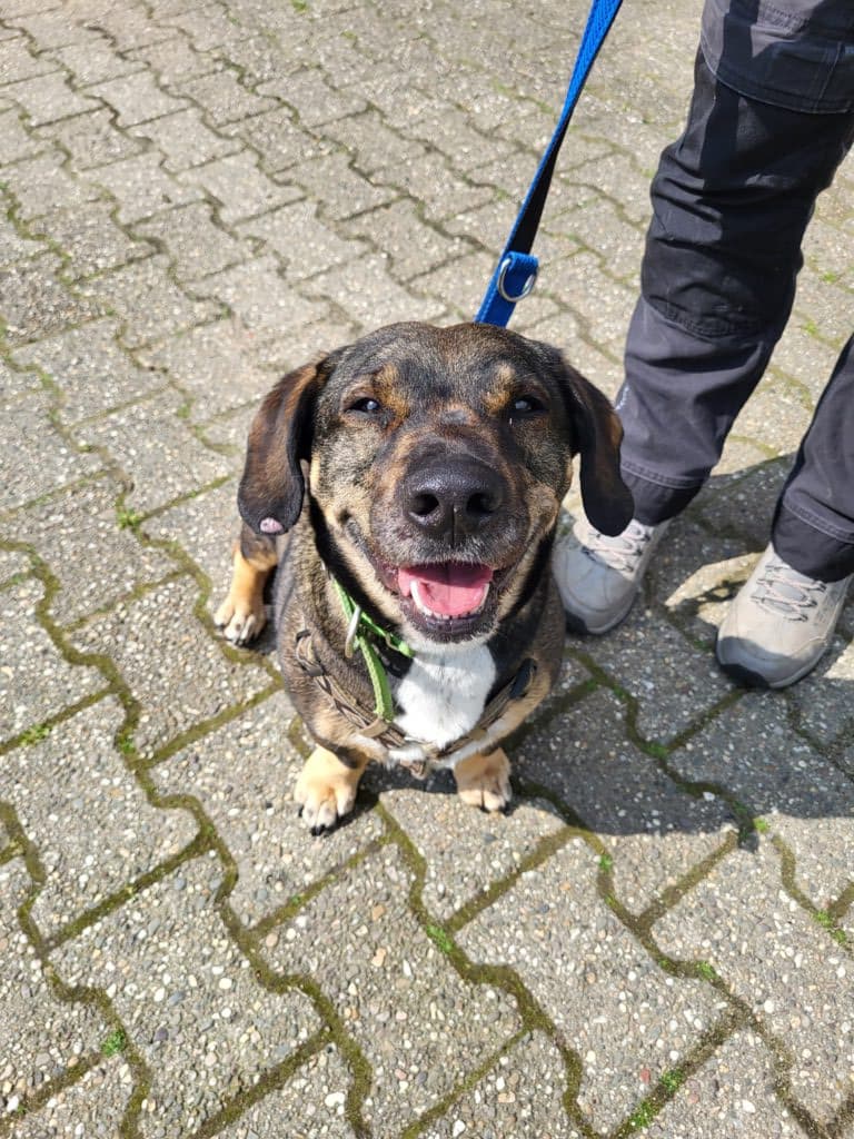 Akela - Dackel - Bild 3