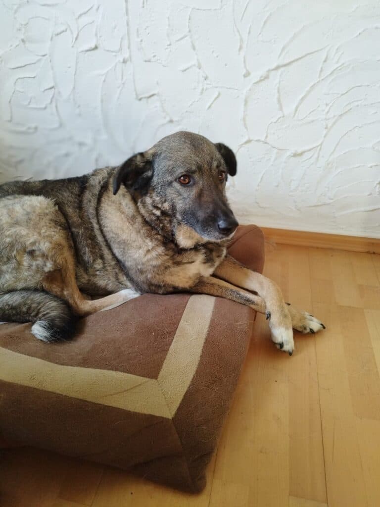 Hera - Deutscher Schäferhund - Bild 3