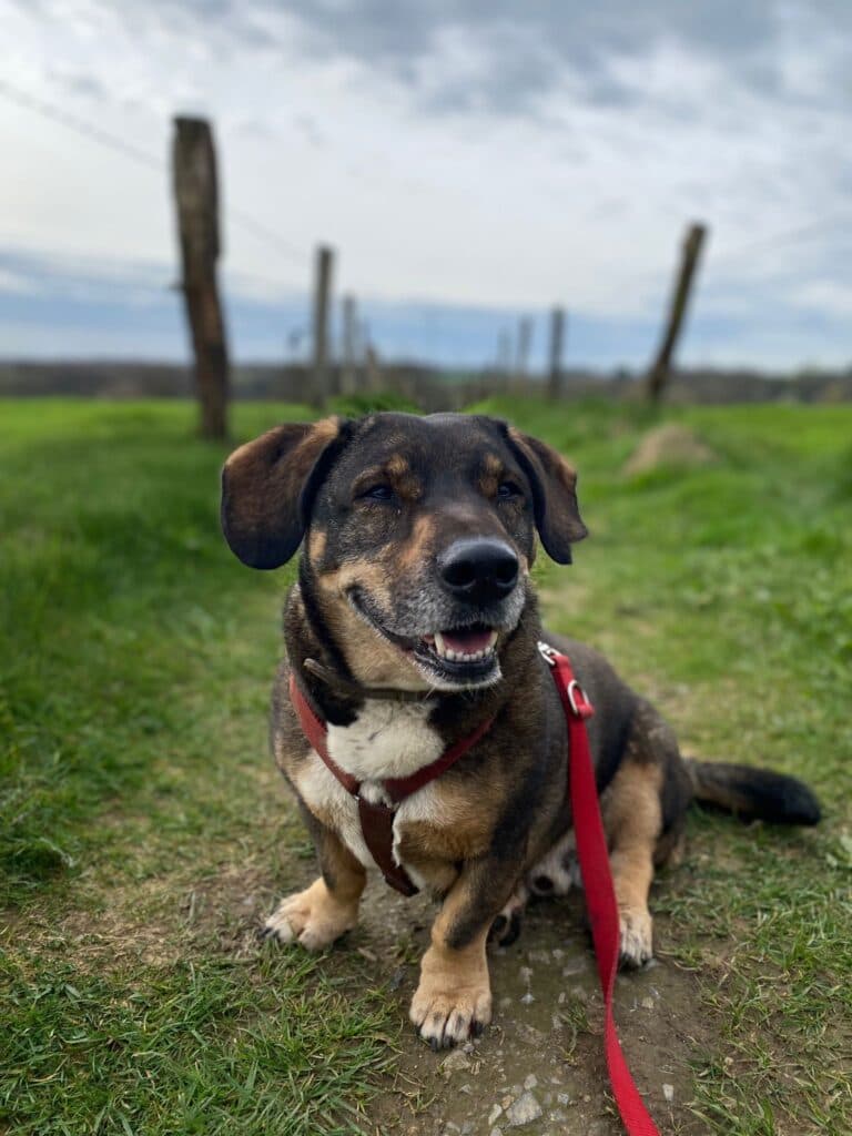 Akela - Dackel - Bild 2