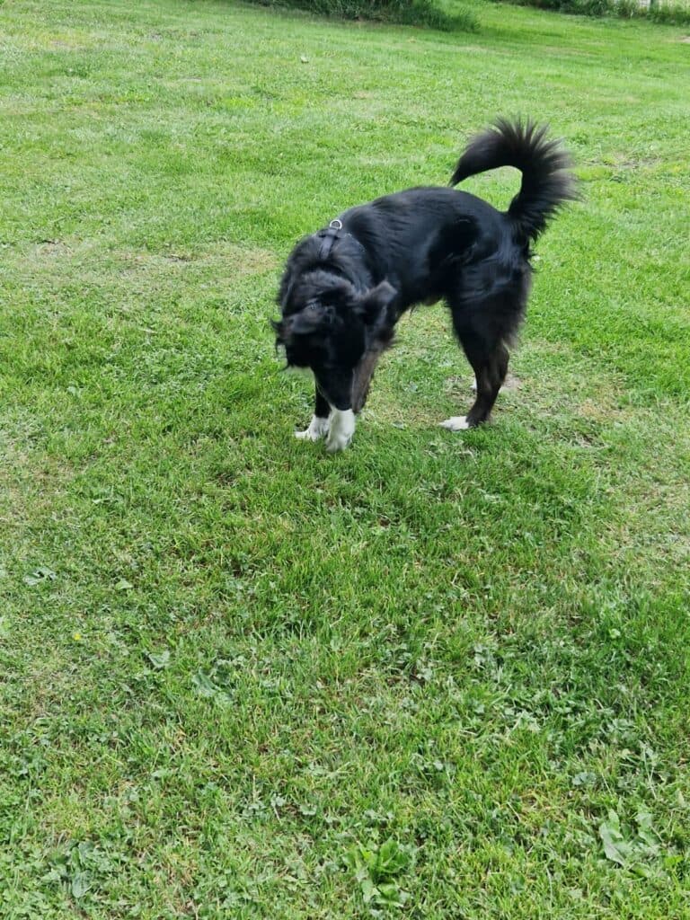 Dante - Border Collie - Bild 3