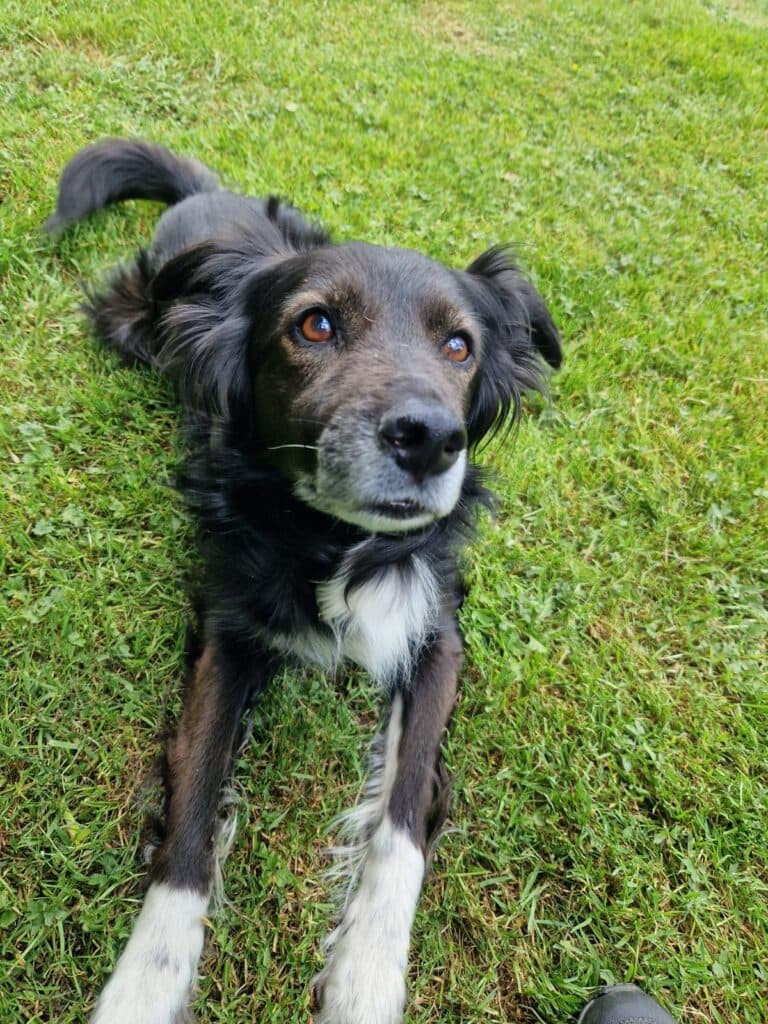 Dante - Border Collie - Bild 2