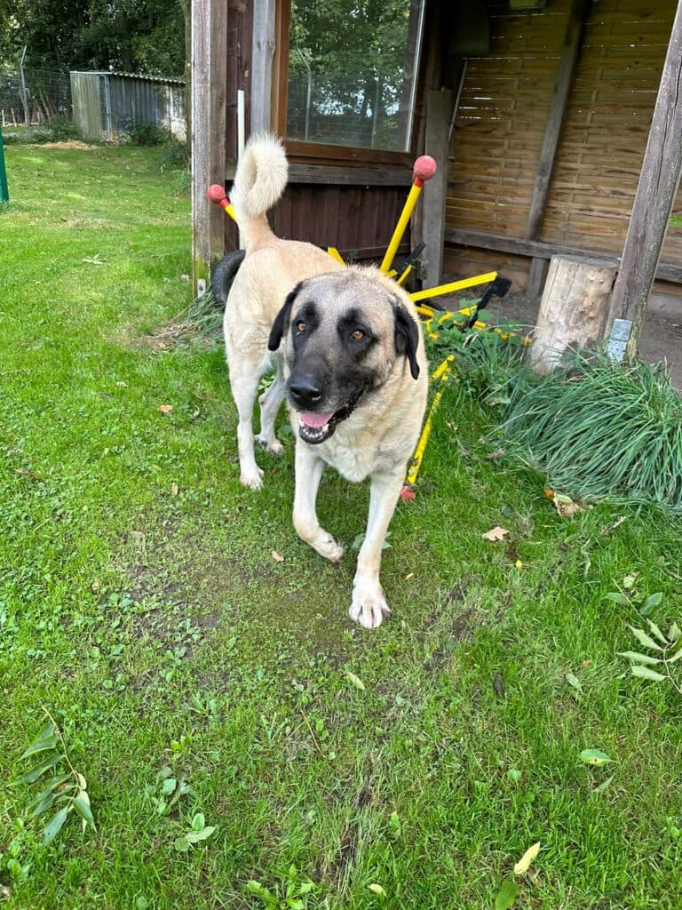 Pascha - Kangal-Hirtenhund - Bild 4