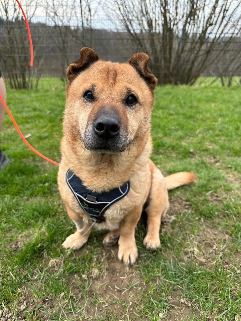 Shar-Pei-Mix Hexe