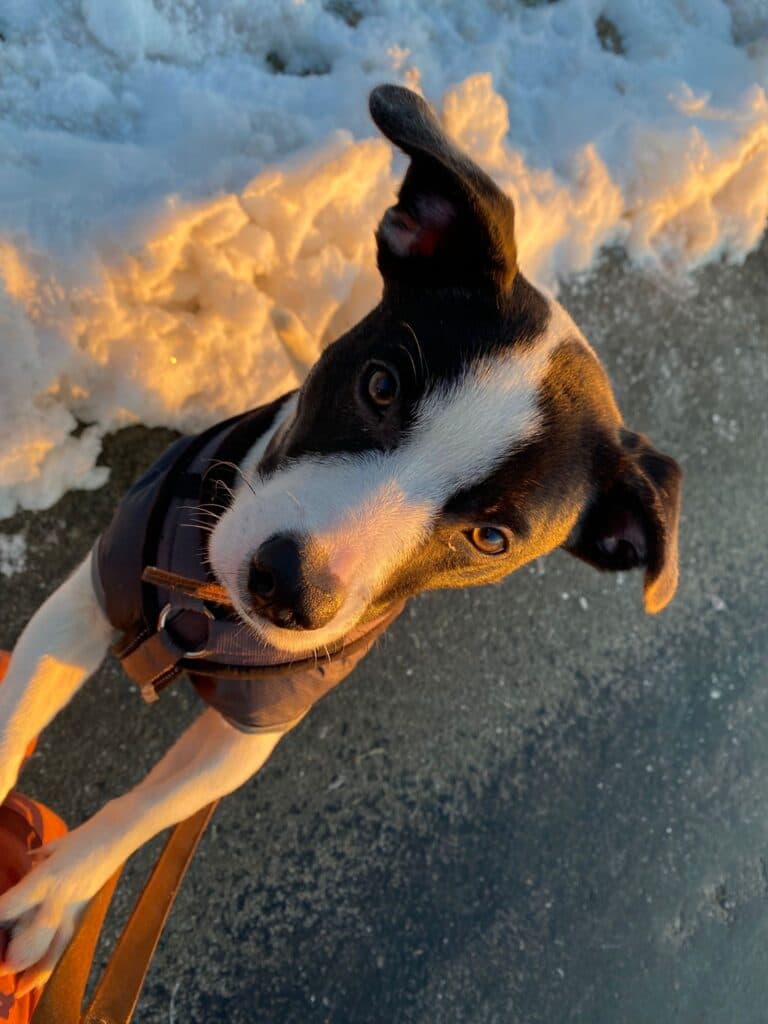 Jack Russell Terrier-Mix Odin